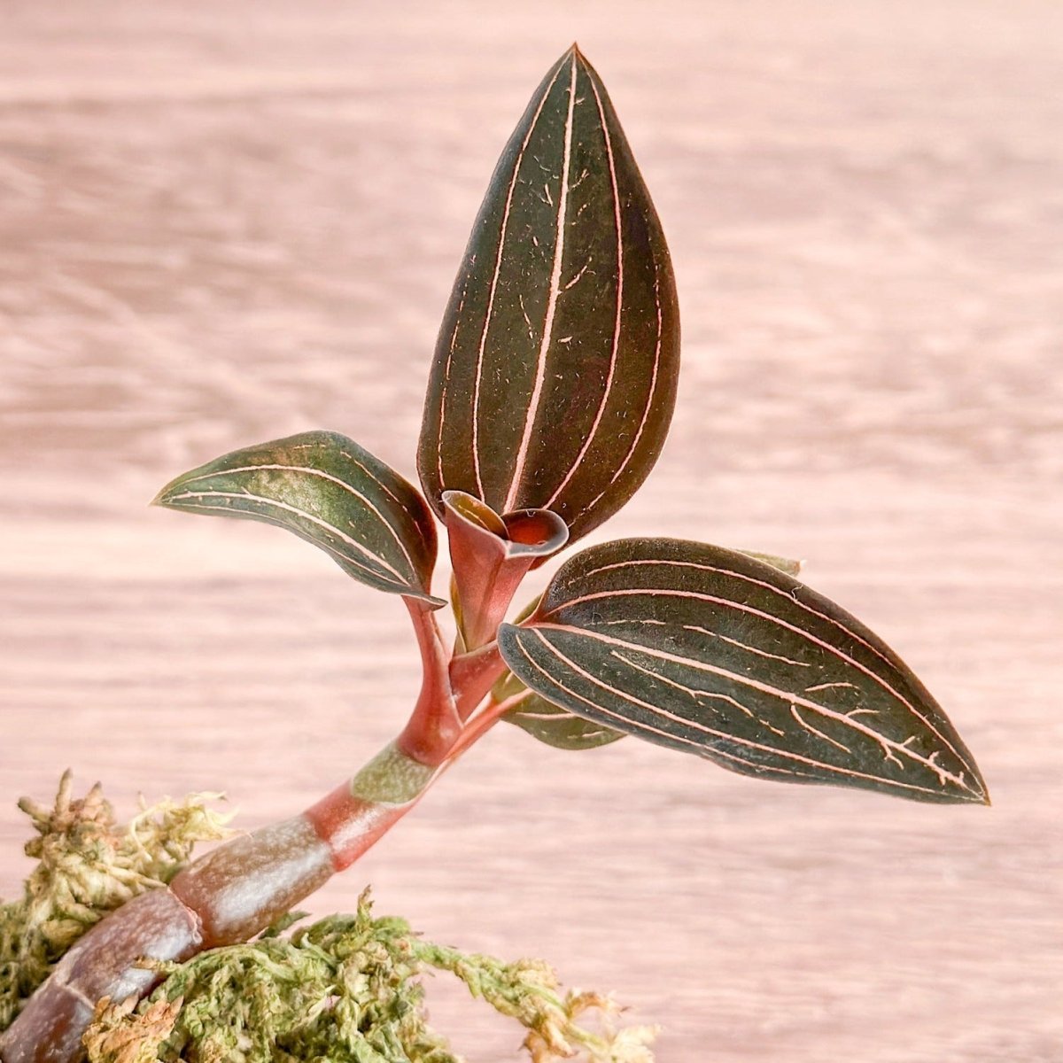 Anoectochilus Roxburghii - ‘Jewel Orchid’