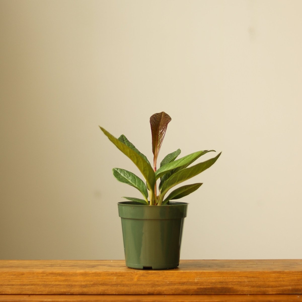 Anthurium Bonplandii Ssp. Guayanum 'Cobra"
