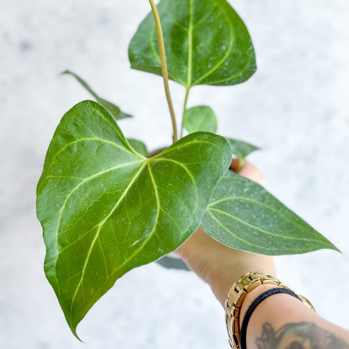 Anthurium Clarinervium X Pedatoradiatum - Velvet Cardboard Anthurium - 4.5 Inch