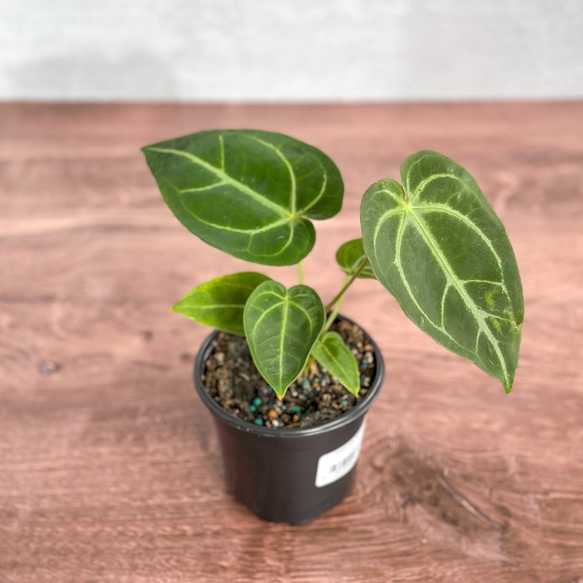 Anthurium Magnificum - Magnificent Anthurium - 4 Inch