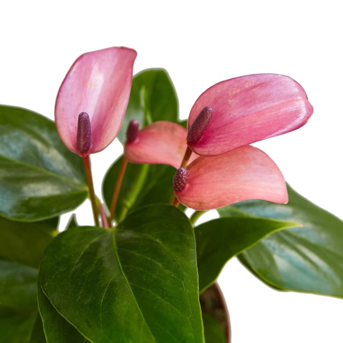 Anthurium Purple – 4" Live Plant | Vibrant Indoor Blooms