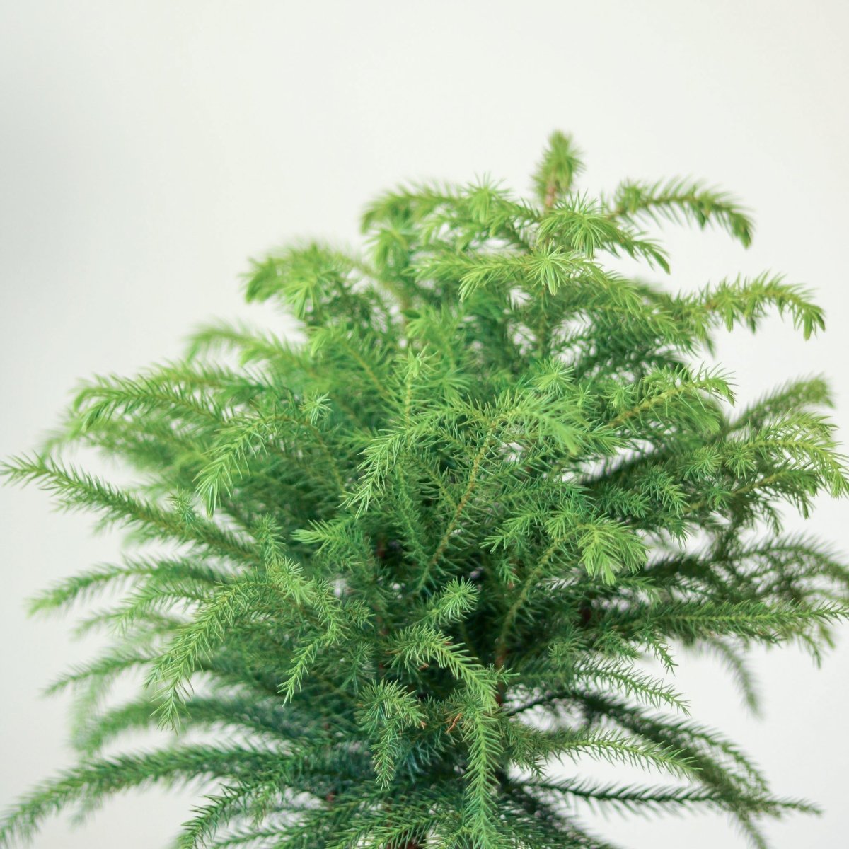 Araucaria Heterophylla Norfolk Island Pine - Floor Plant
