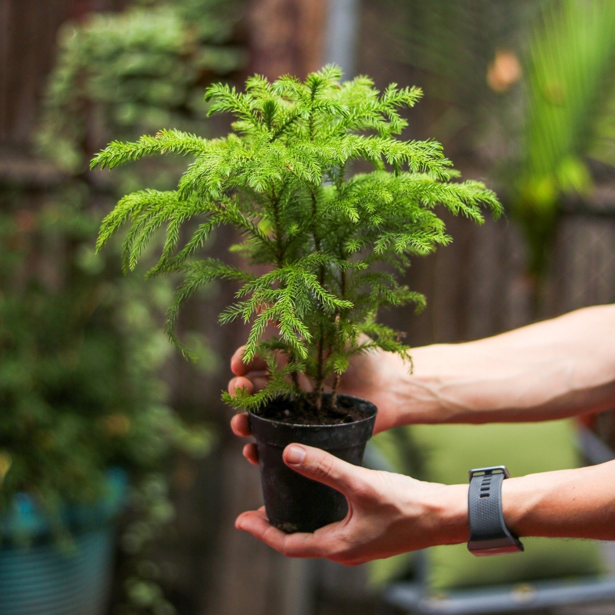 Araucaria Heterophylla Norfolk Island Pine Indoor Tropical Plant
