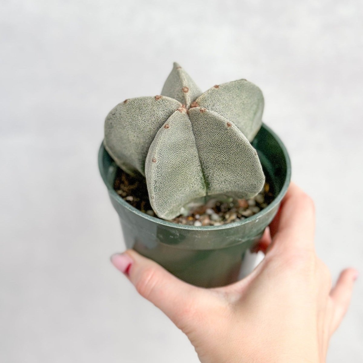 Astrophytum Retusa - Star Cactus