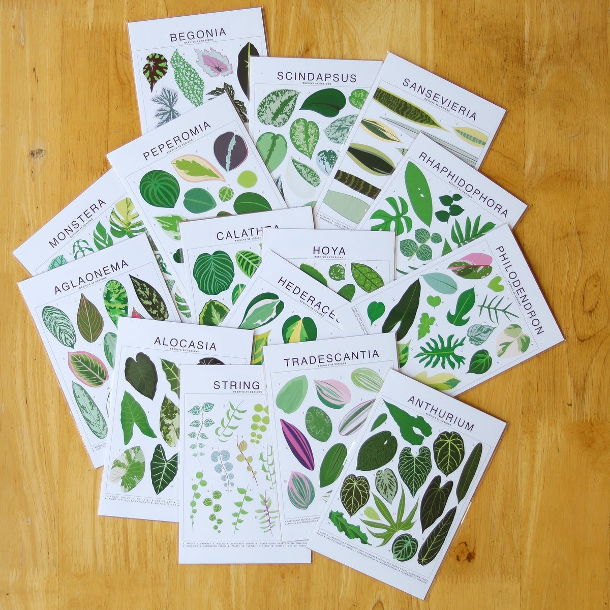 Begonia Species ID Chart - Botanical Houseplant Art Print