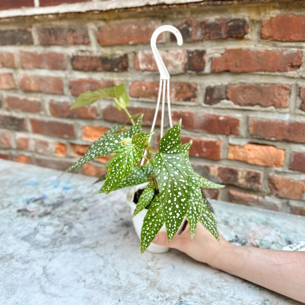 Begonia X Semperflorens 'White Ice' - 4.5" Hanging Basket