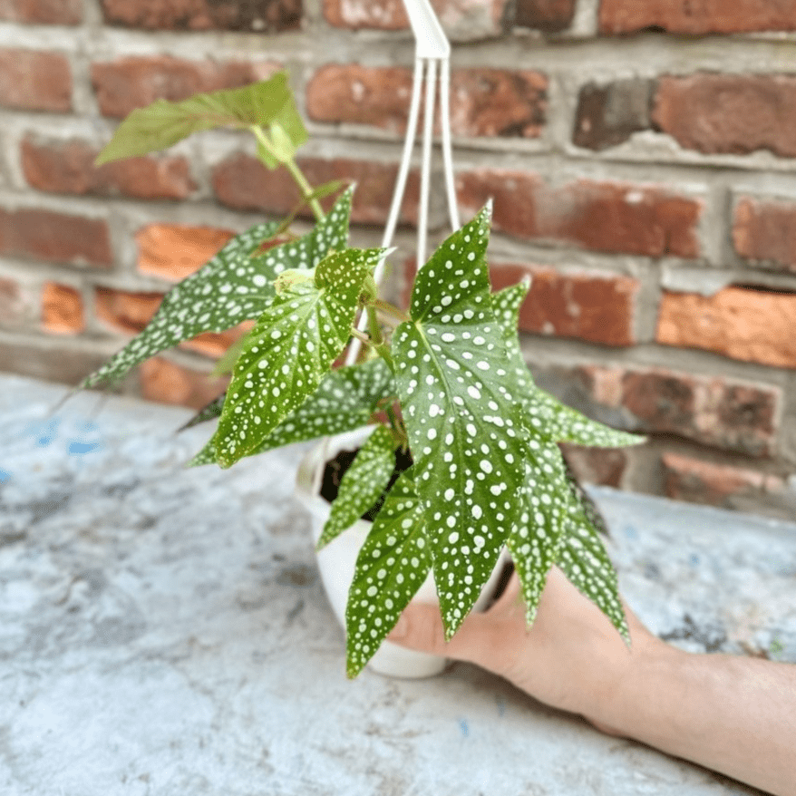 Begonia X Semperflorens 'White Ice'