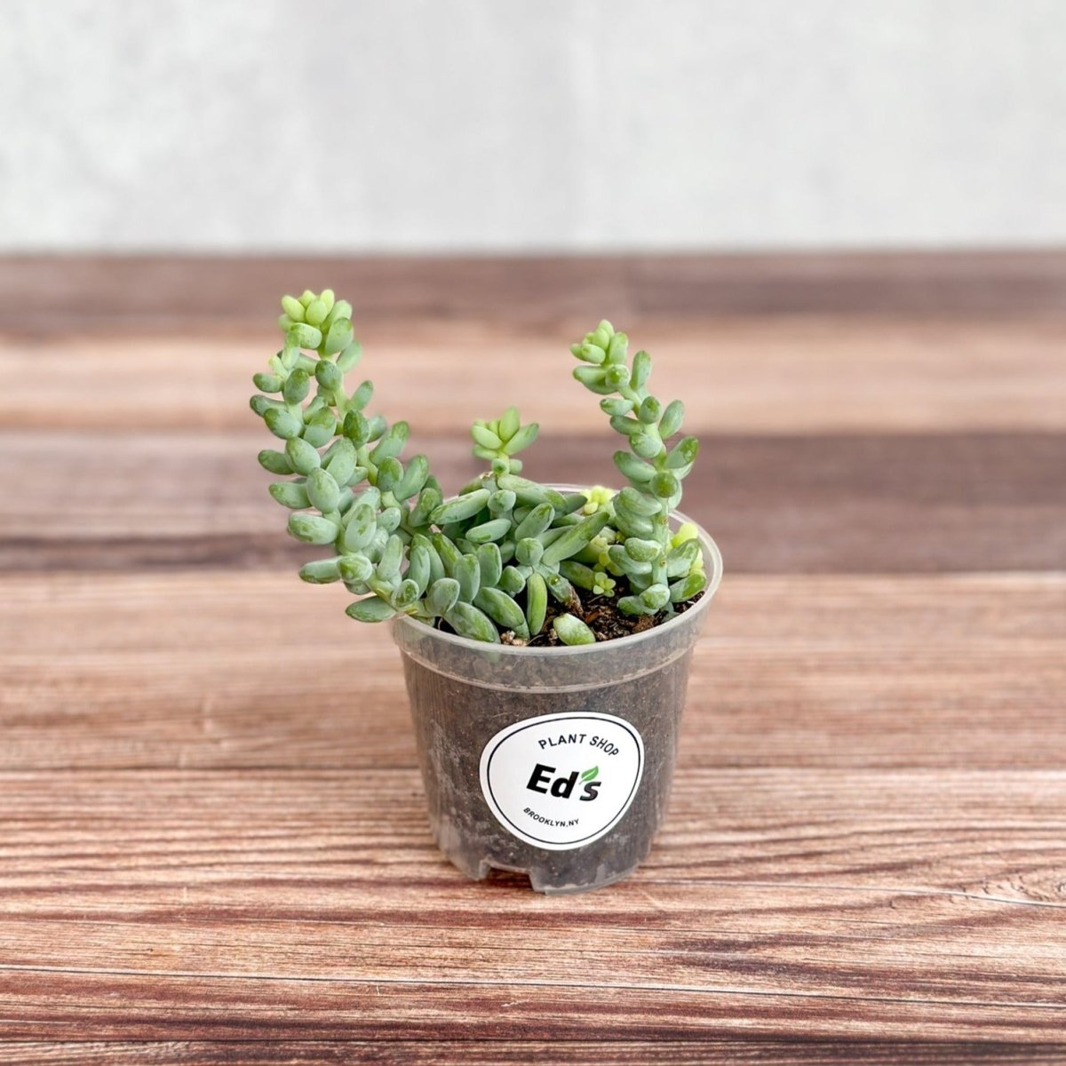 Burro's Tail Succulent - Sedum Morganianum Hanging Basket