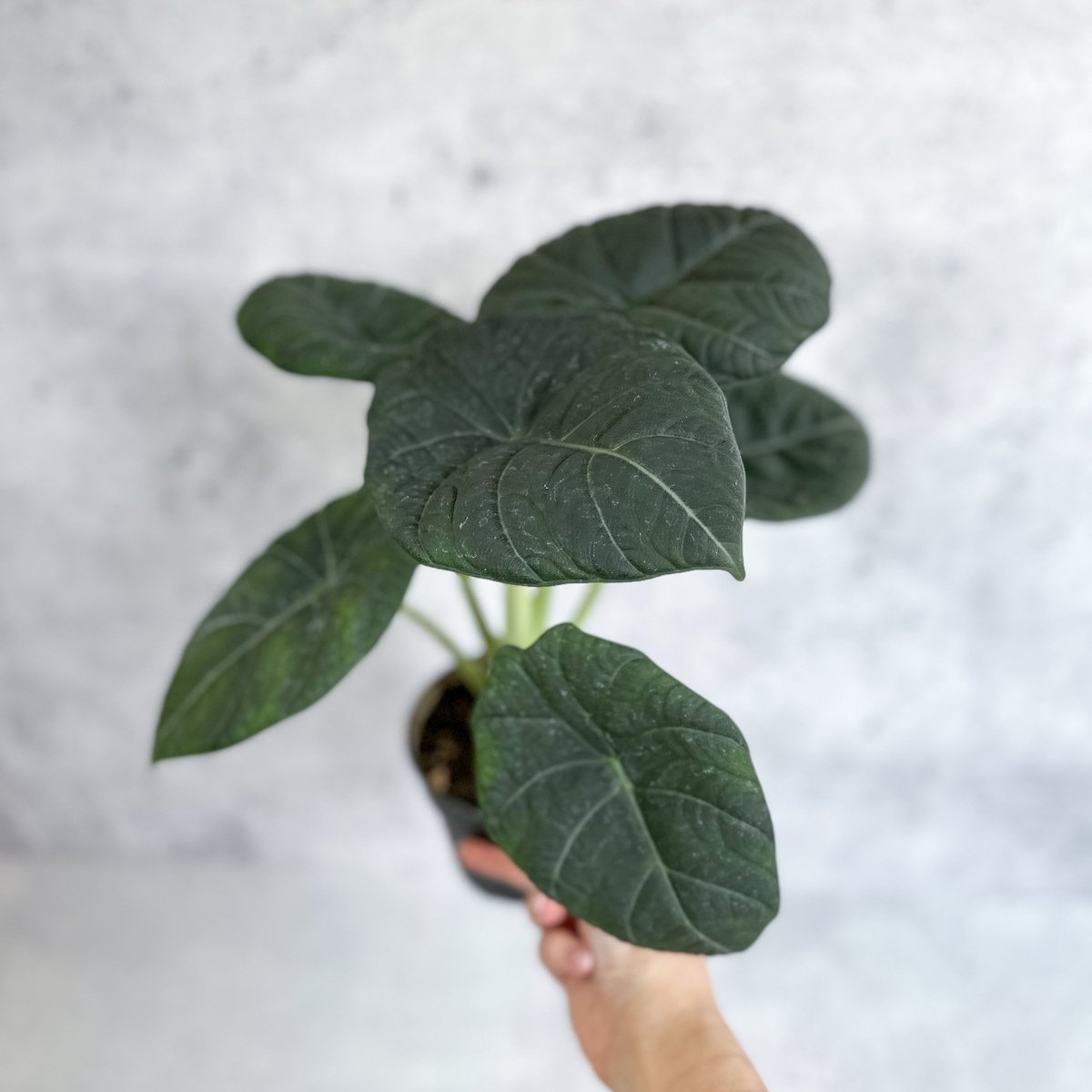 Alocasia 'Nebula' – Ed's Plant Shop