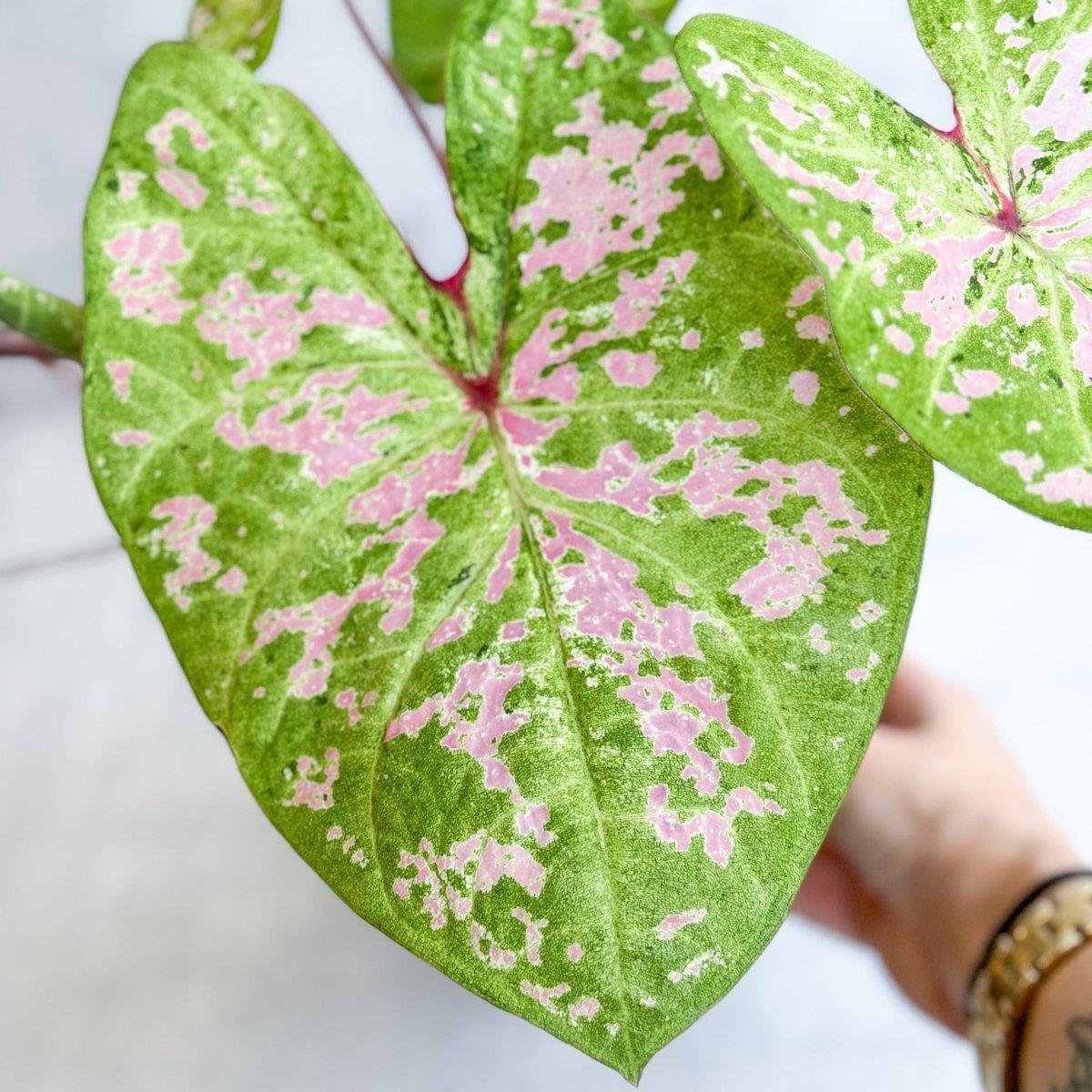 Caladium - Assorted Foliage Varieties