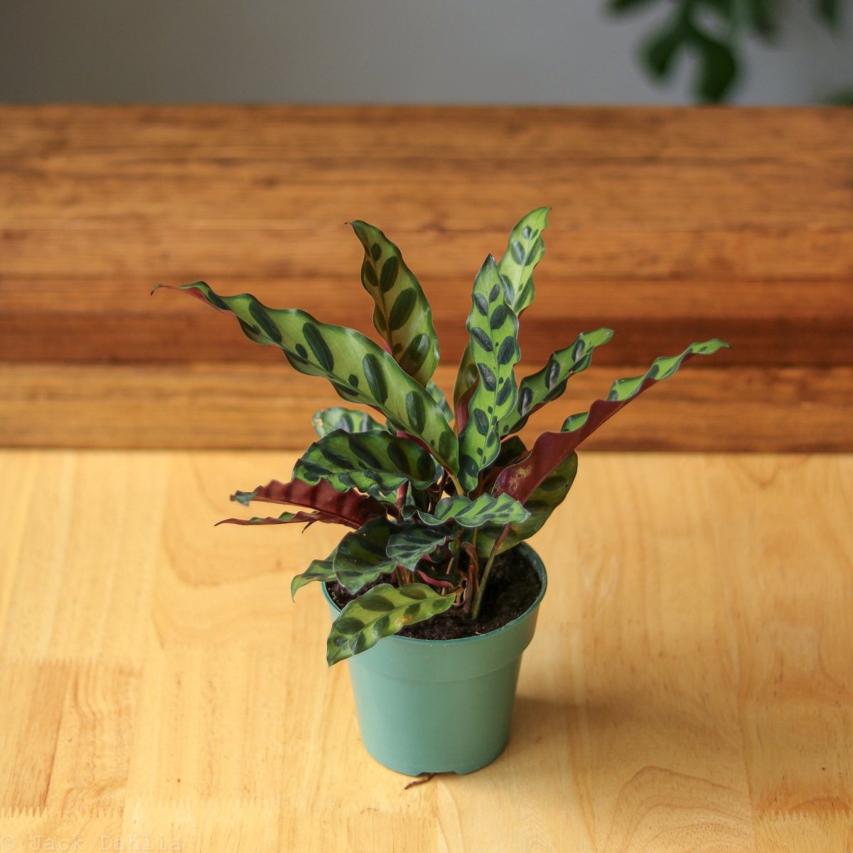 Calathea Lancifolia 'Rattlesnake' (Goeppertia Lancifolia)