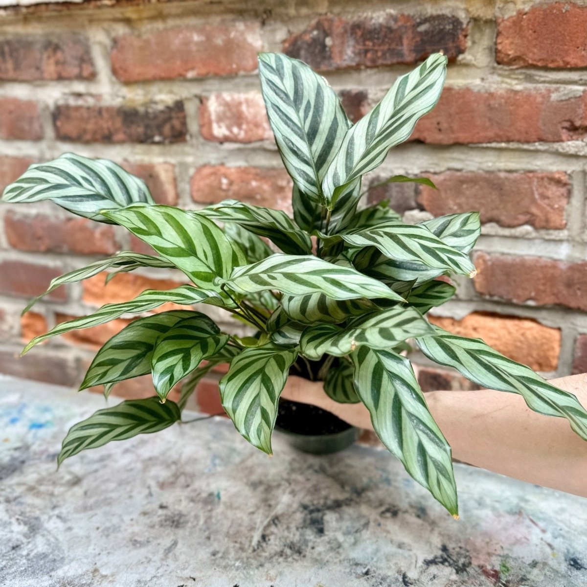 Calathea Leopardina - Concinna 'Freddie'