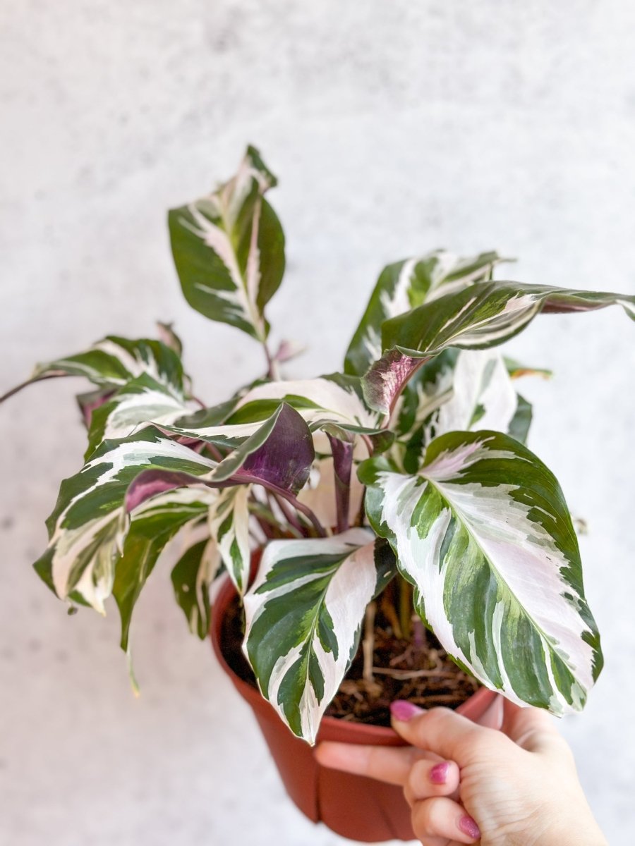 Calathea Lietzei 'Stella' - Stella Calathea