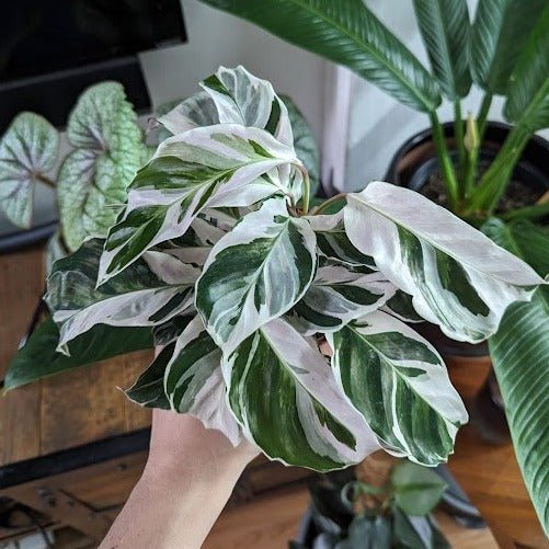 Calathea Lietzei 'White Fusion' - White Fusion Calathea - Various Sizes