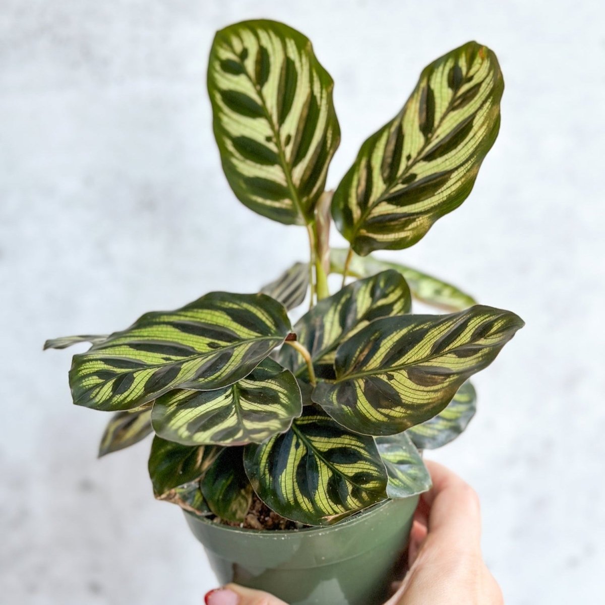 Calathea Makoyana - 'Peacock Plant'