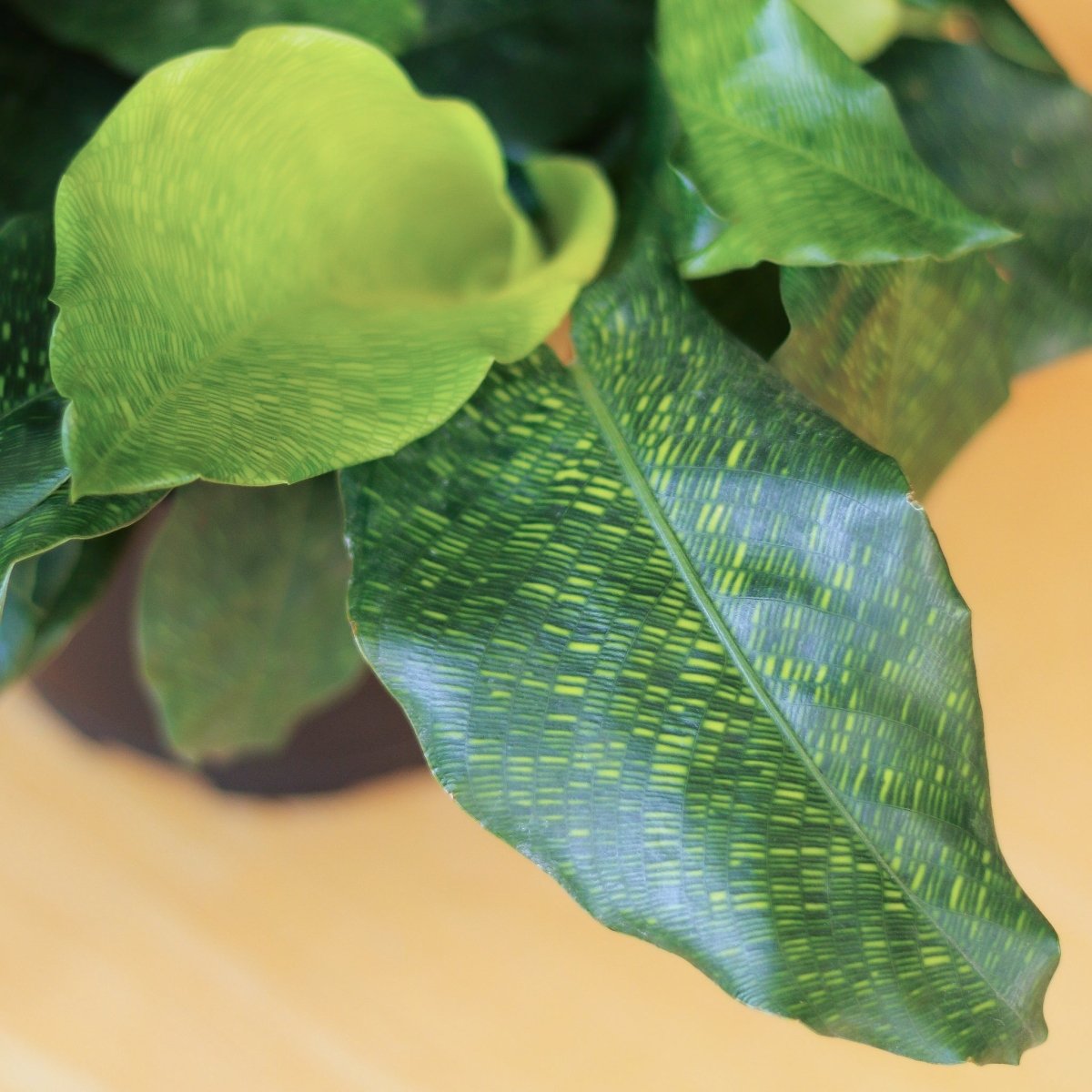 Calathea Musaica ‘Network’