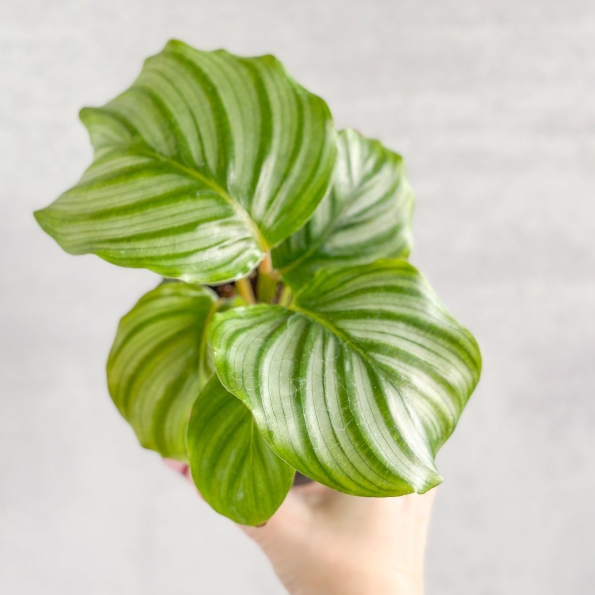 Calathea Orbifolia - Round Leaf Prayer Plant - Various Sizes