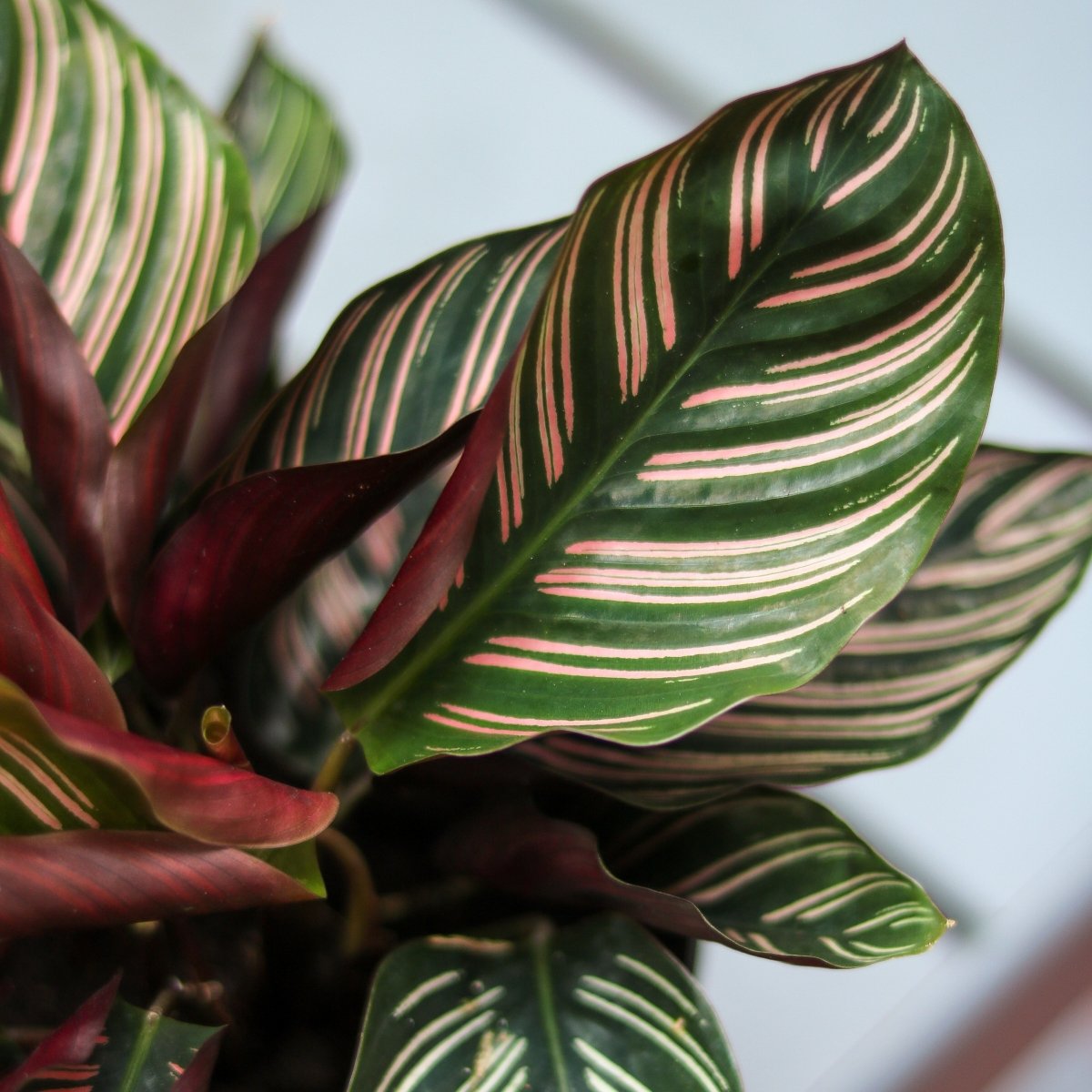 Calathea Ornata 'Pinstripe' Prayer Plant