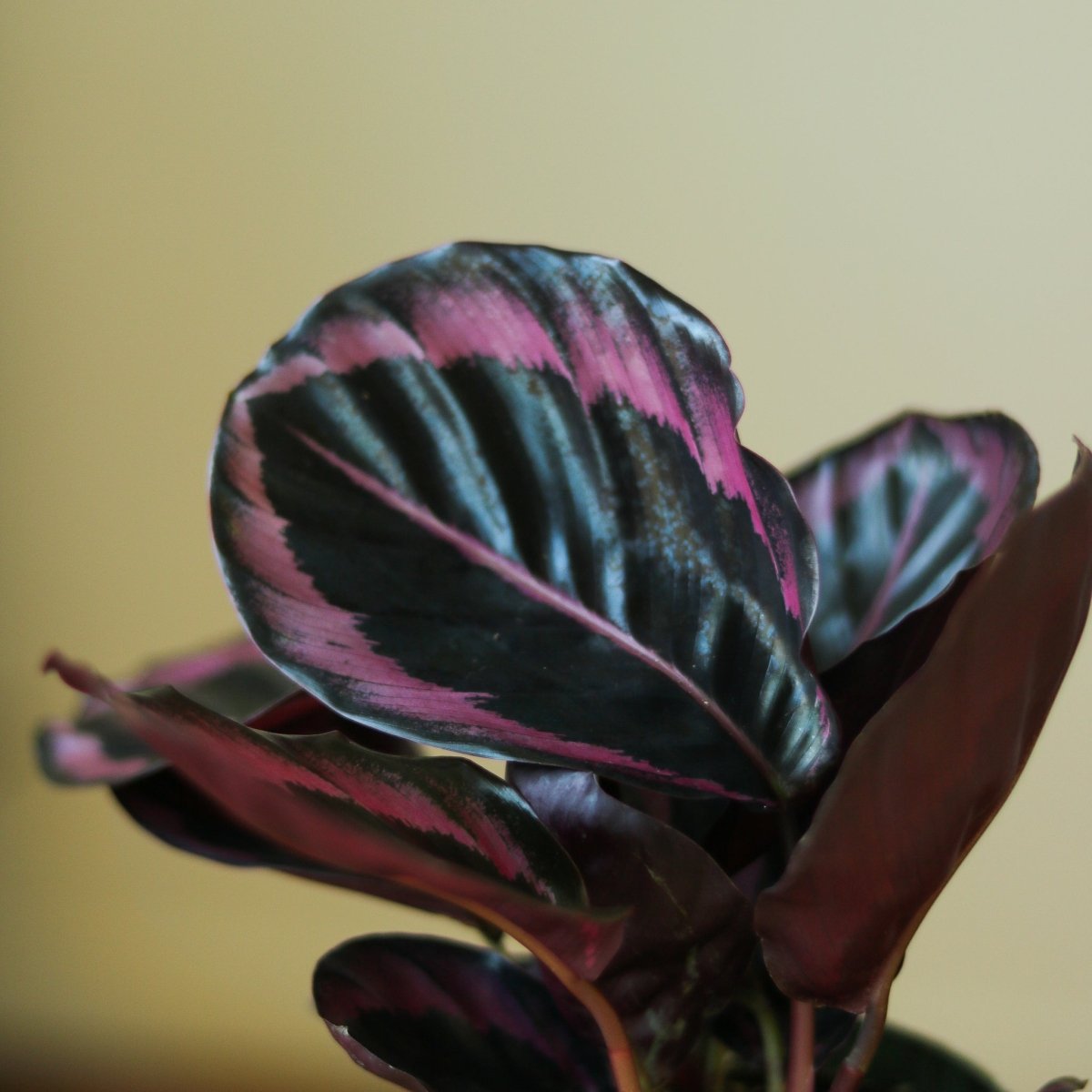 Calathea Roseopicta 'Dottie' - Drama Queen