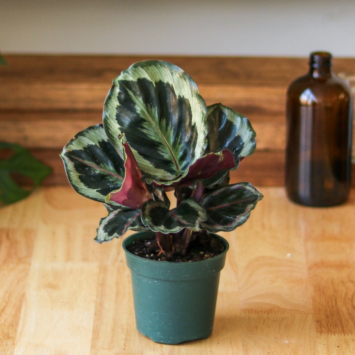 Calathea Roseopicta 'Medallion’