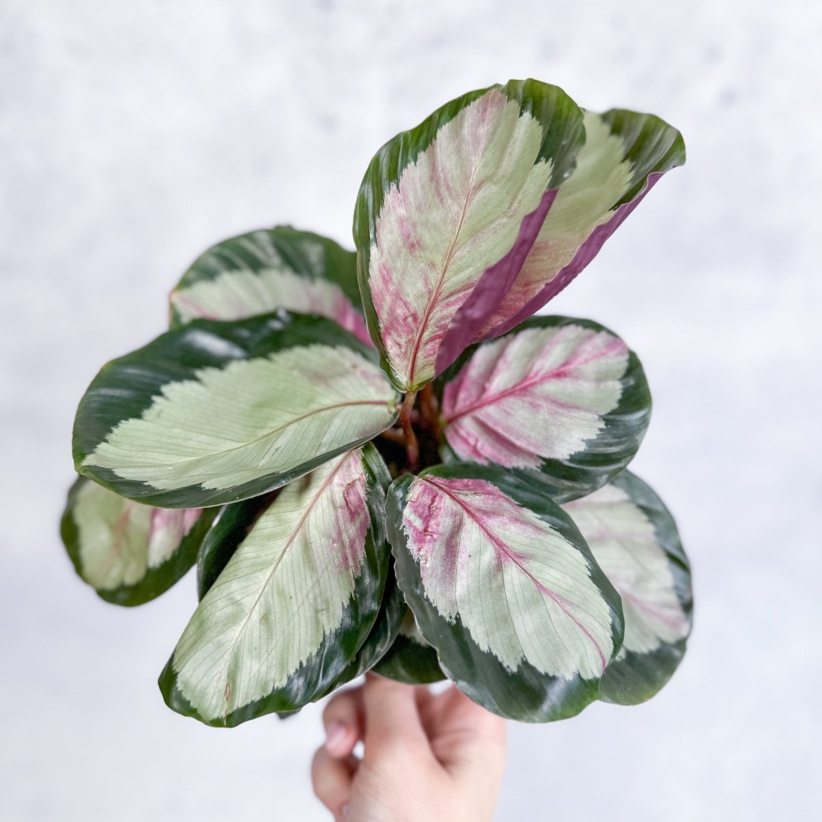 Calathea 'Rosy' - Rosy Calathea