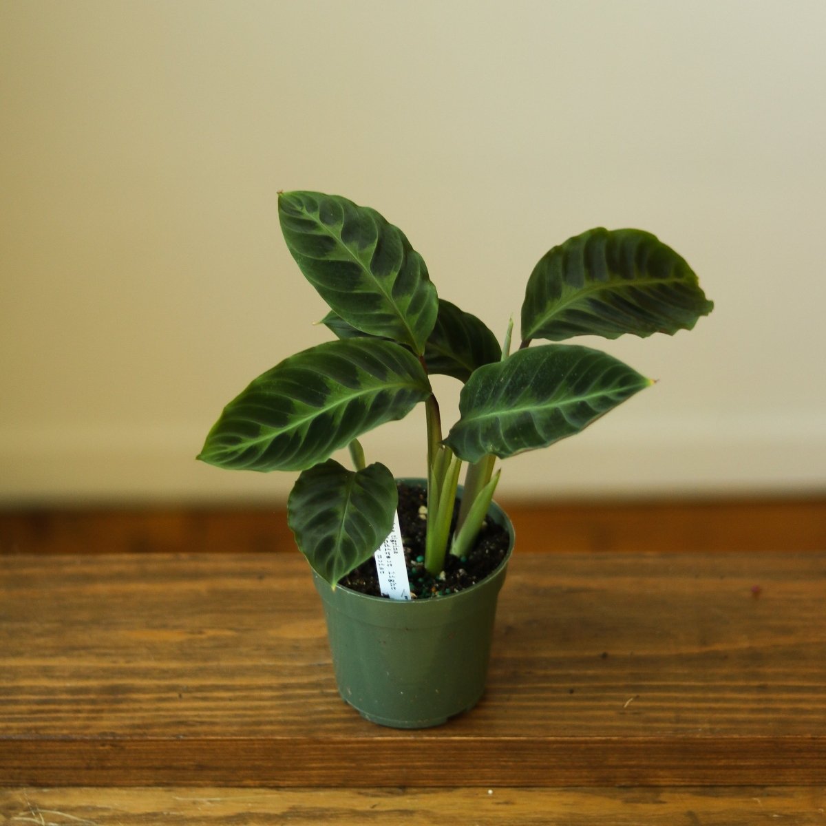 Calathea Warscewiczii Tigrina 'Jungle Velvet'