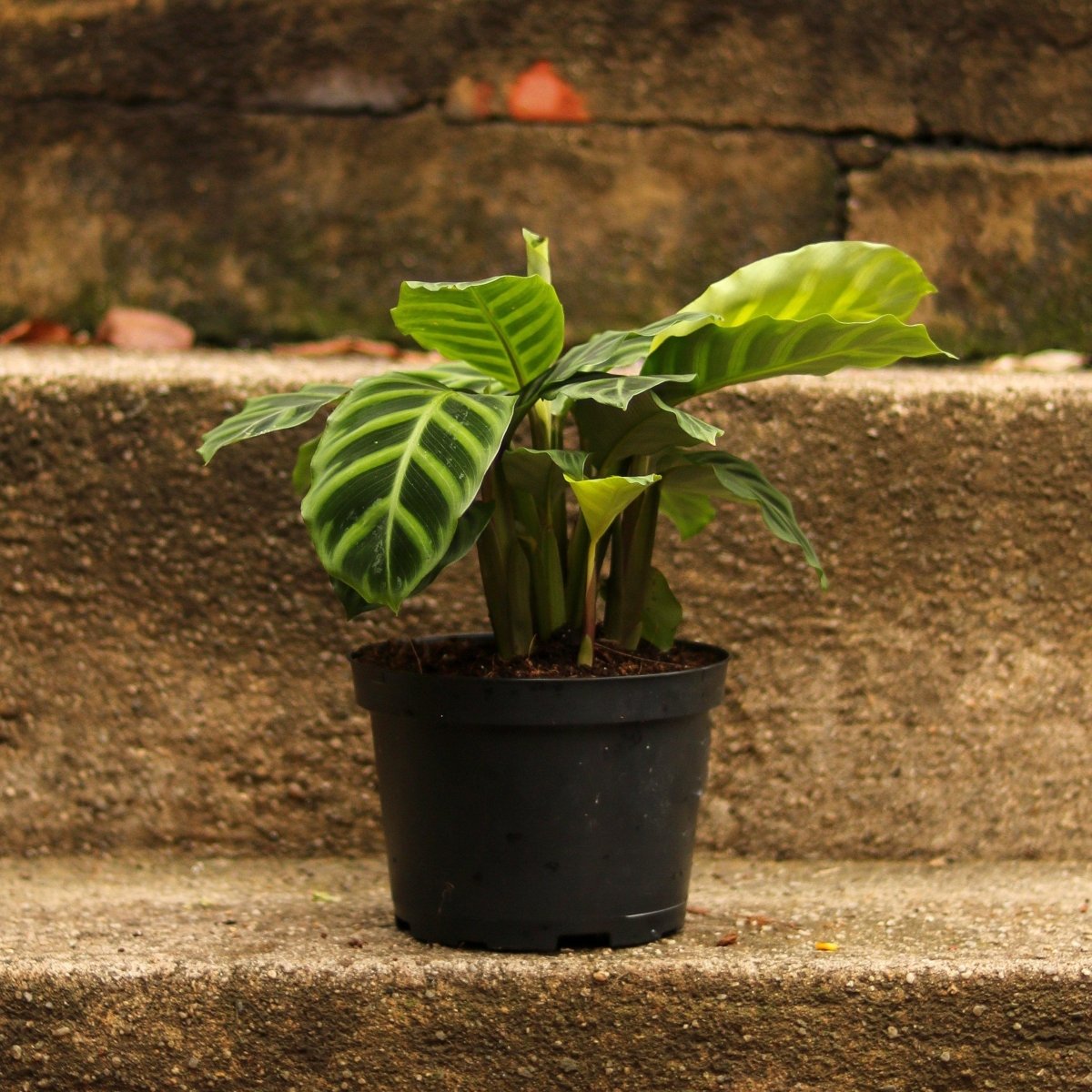 Calathea Zebrina 'Zebra Plant'