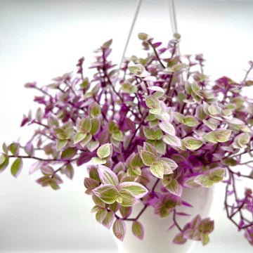 Callisia Repens Pink Passion - Turtle Vine Hanging Basket