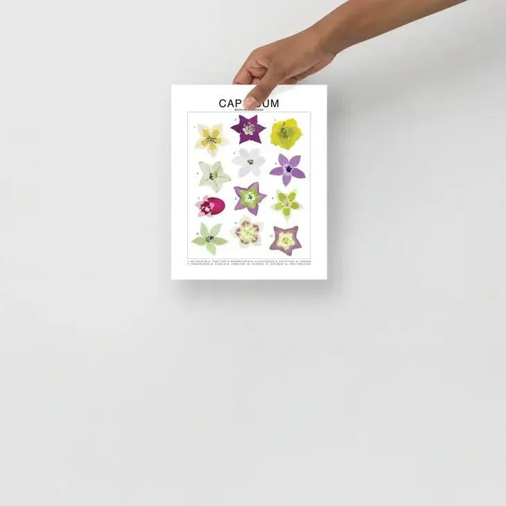Capsicum (Pepper) Species ID Chart - Botanical Art Print 8x10