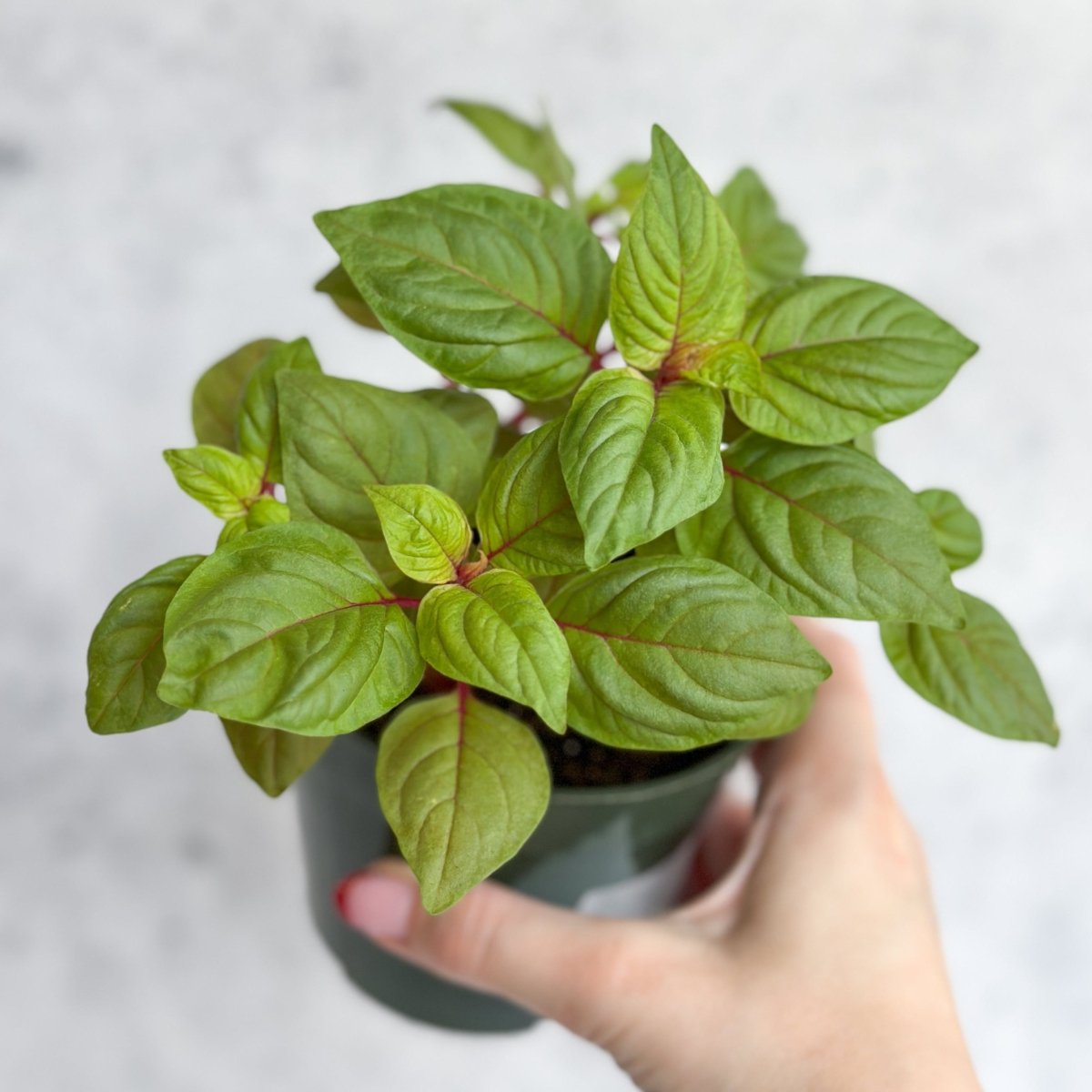 Celosia Argenta - New Look Celosia