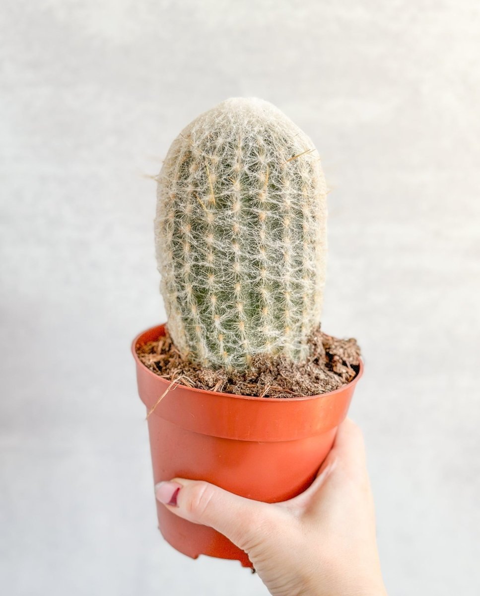 Cephalocereus Senilis - Peruvian Old Man Cacti