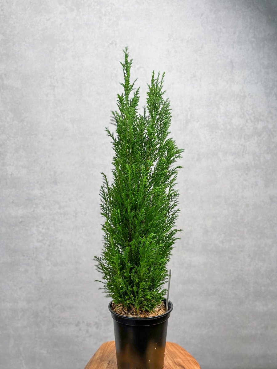 False Cypress ‘Ellwoodii’ – Compact Lawson Cypress, Mini Christmas Tree Plant