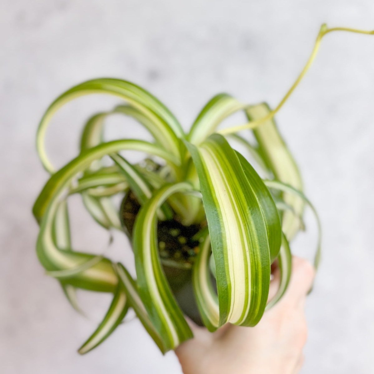 Chlorophytum Comosum 'Bonnie' - Bonnie Spider Plant