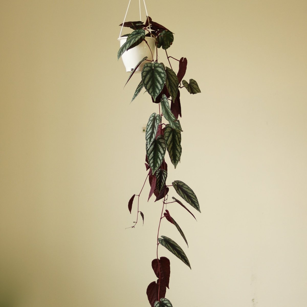 Cissus Discolor ‘Rex Begonia Vine’