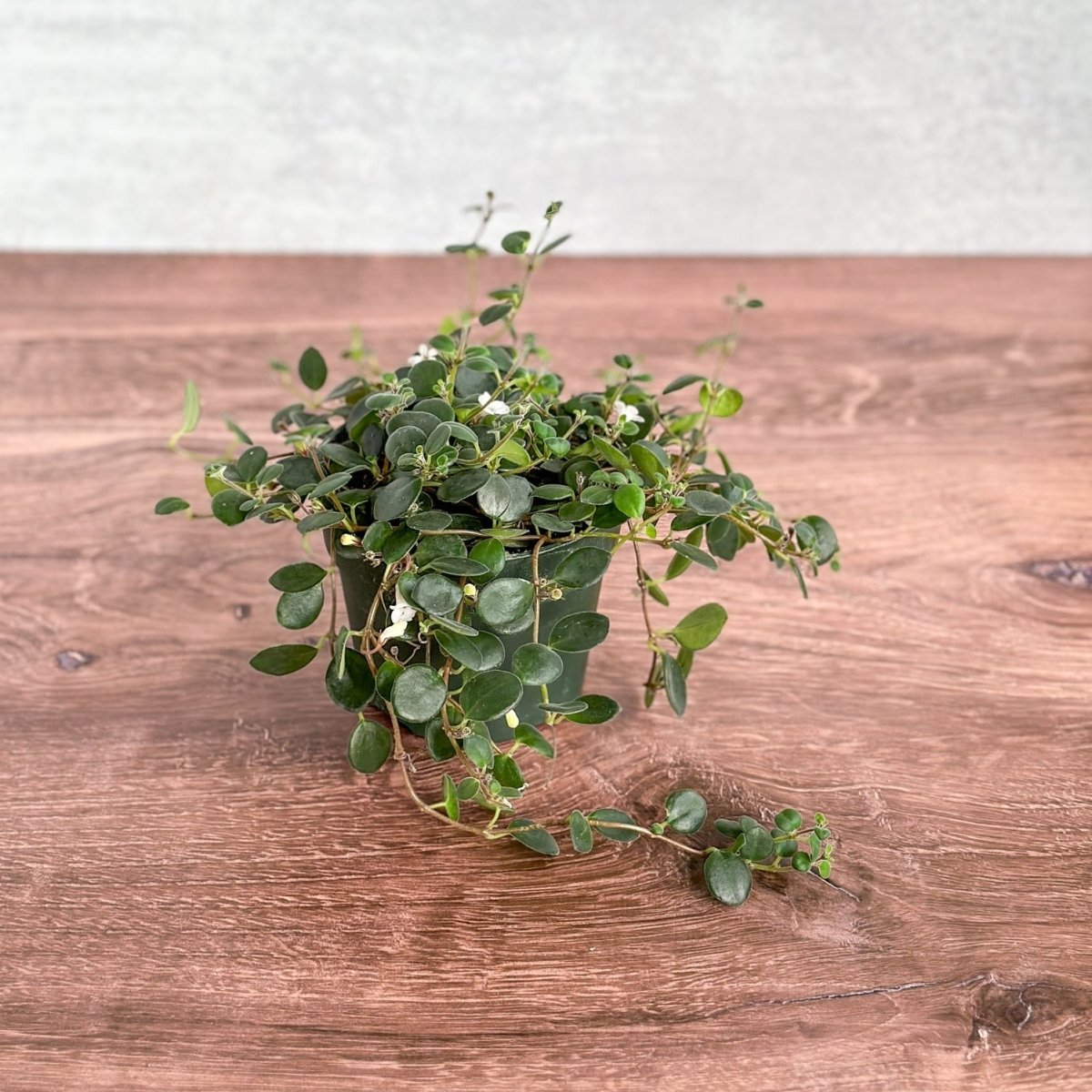 Codonanthe Devosiana 'Paula' - Codonanthe