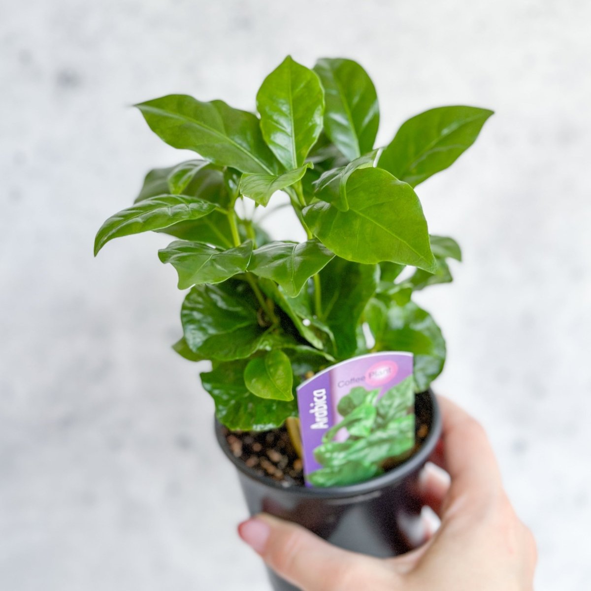 Coffea Arabica - ‘Coffee Plant’