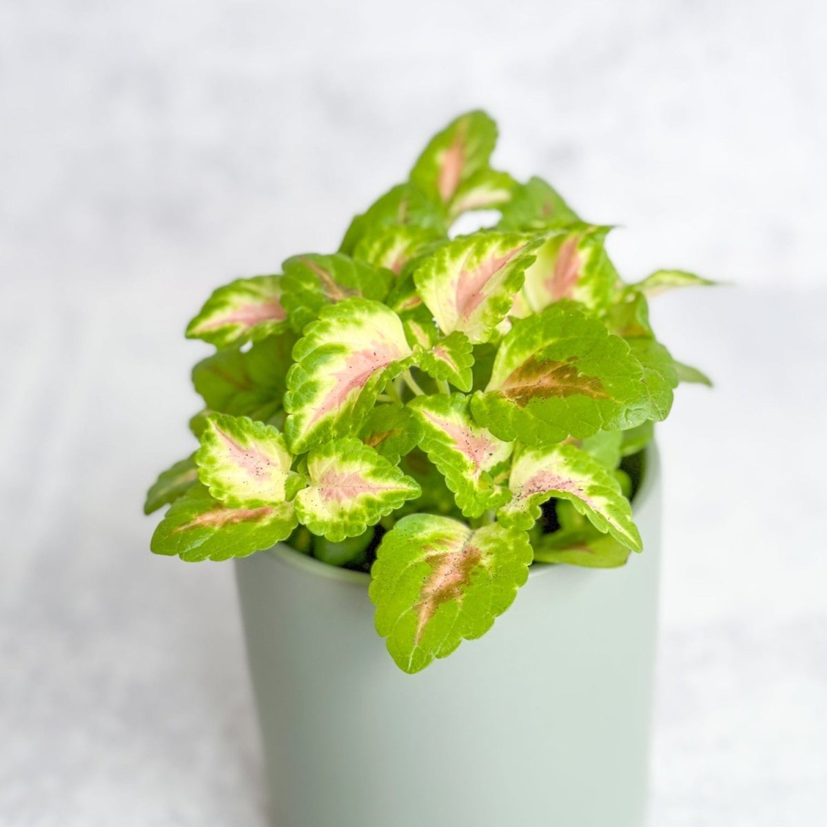 Coleus Wizard Coral - Wizard Coral Sunshine Coleus