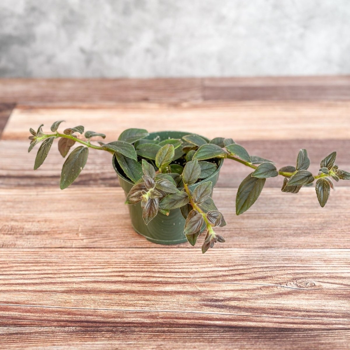 Columnea 'Chocolate Soldier - Chocolate Soldier Goldfish Plant Hanging Basket