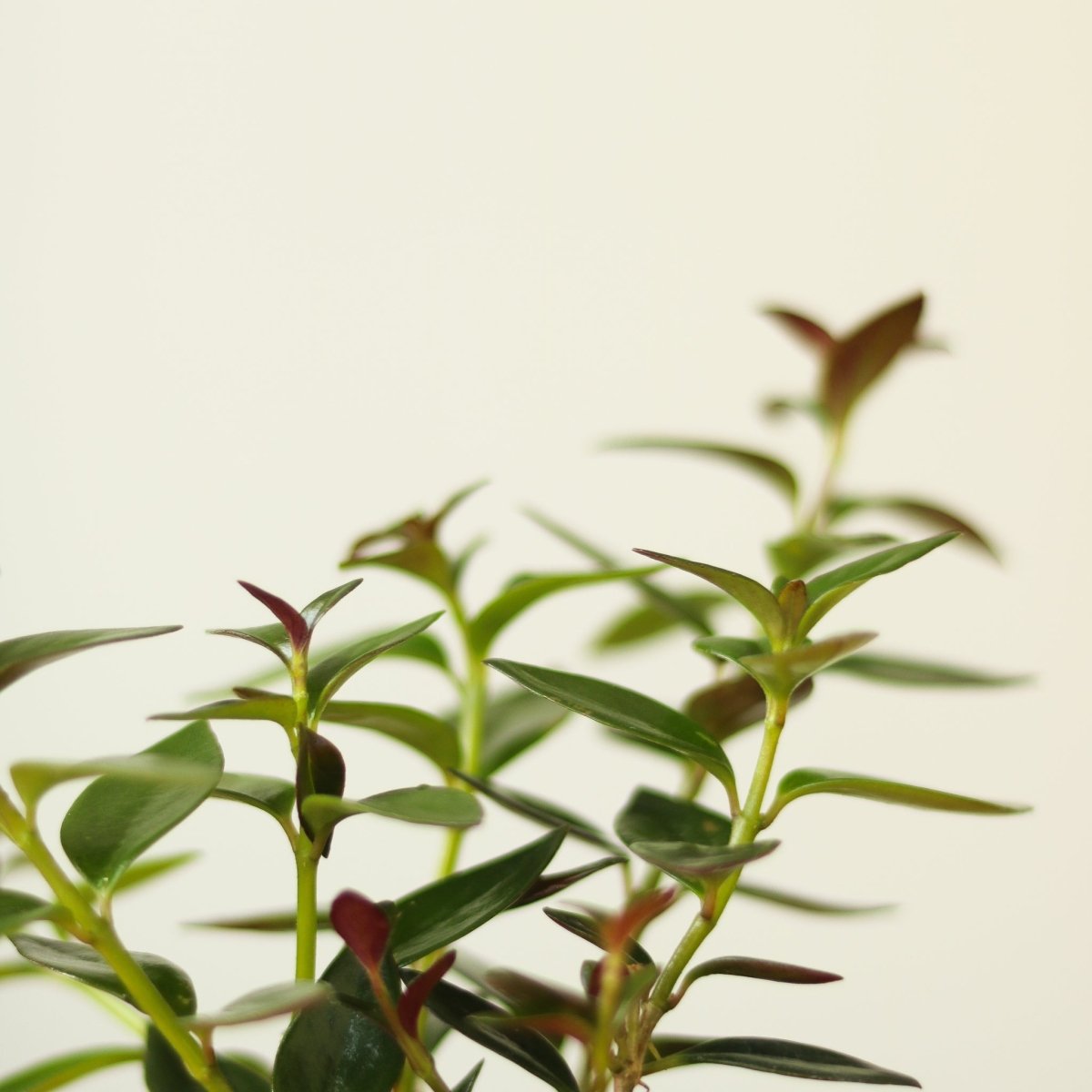 Columnea Gloriosa 'Goldfish Plant' - 4 Inch