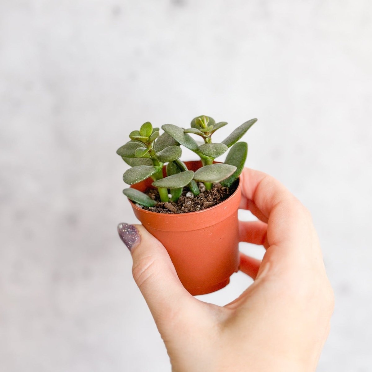 Jade Plant (Crassula Ovata) – Easy-Care Money Succulent