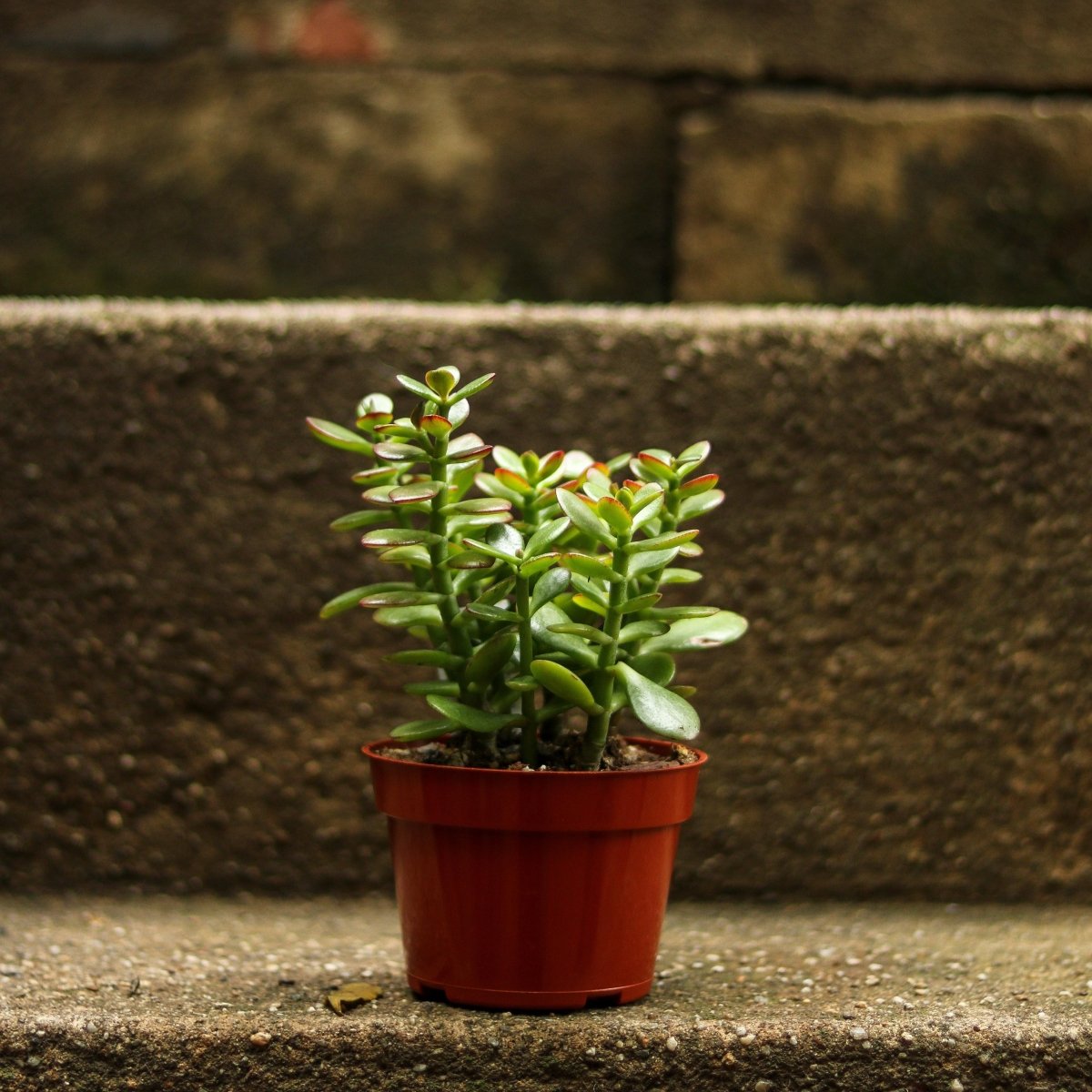 Crassula Ovata Obliqua 'California Red Tip' Jade Plant