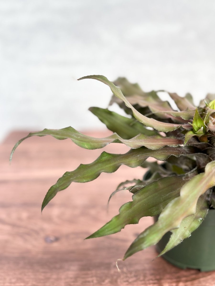 Cryptanthus Bivittatus 'Mochachino' - Mochachino Earth Star