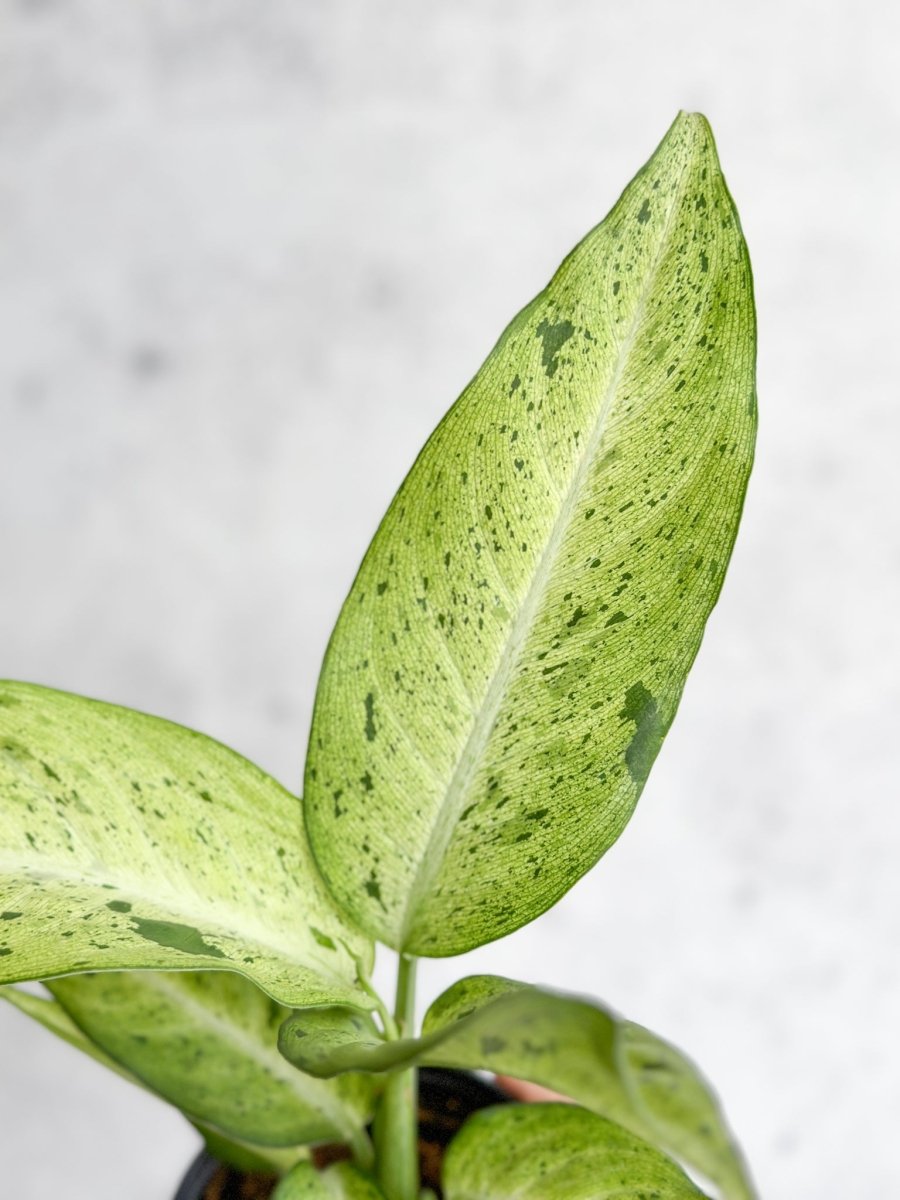 Dieffenbachia 'Camouflage'