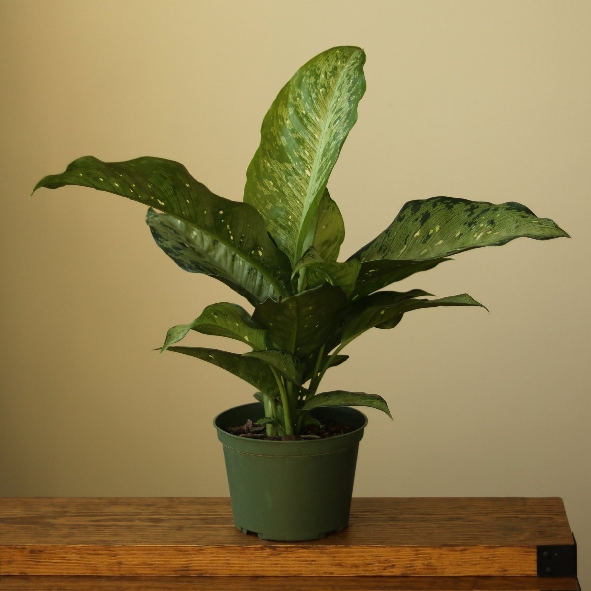 Dieffenbachia Maculata ‘White Etna’