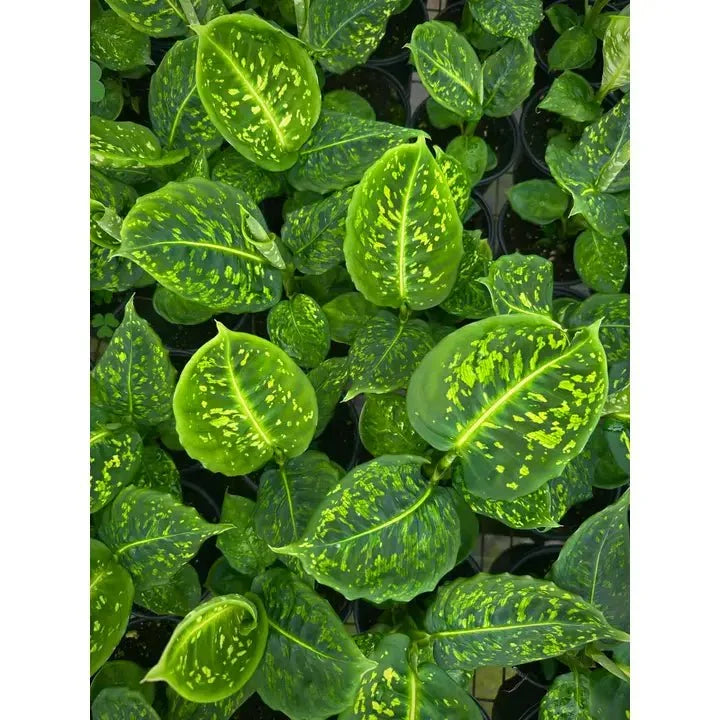 Dieffenbachia ‘Reflector’ – Reflector Dumb Cane