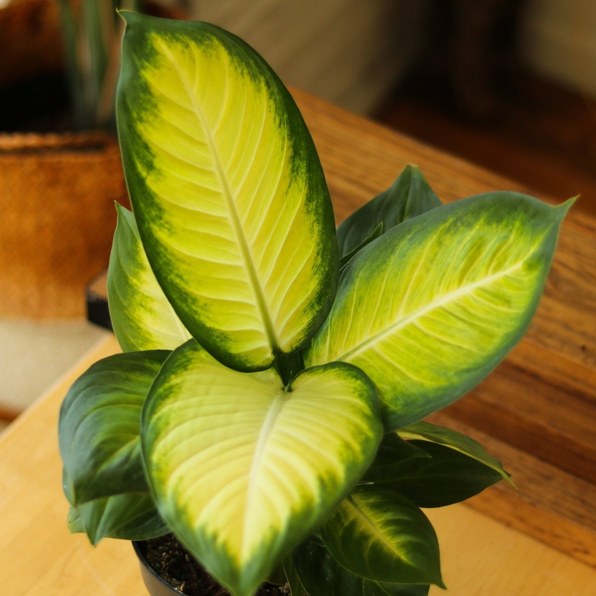 Dieffenbachia - ‘Tropic Marianne’
