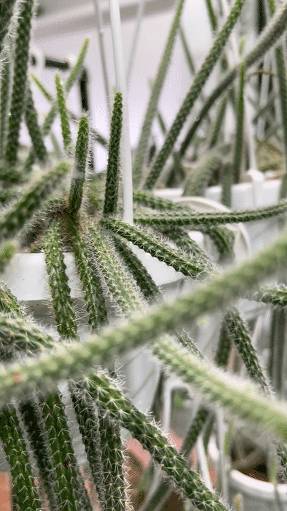 Disocactus Flagelliformis - Rattail Cactus- Hanging Basket