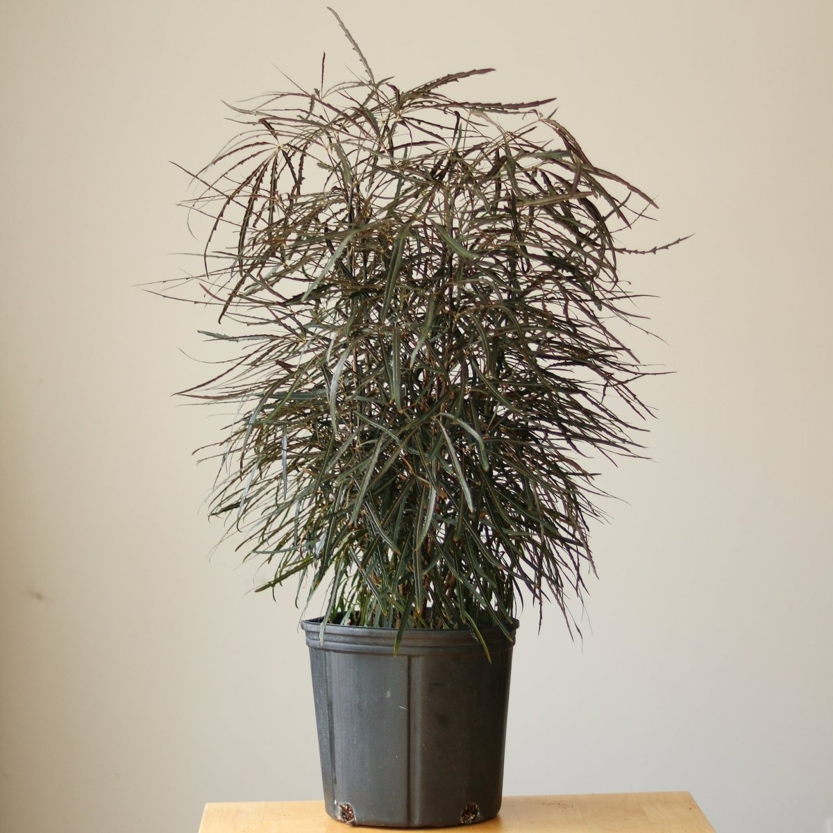 Dizygotheca Elegantissima 'False Aralia' Floor Plant