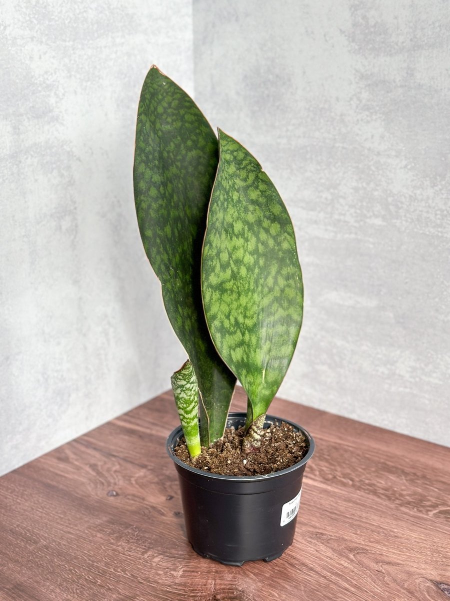 Dracaena Masoniana 'Whale Fin Snake Plant'
