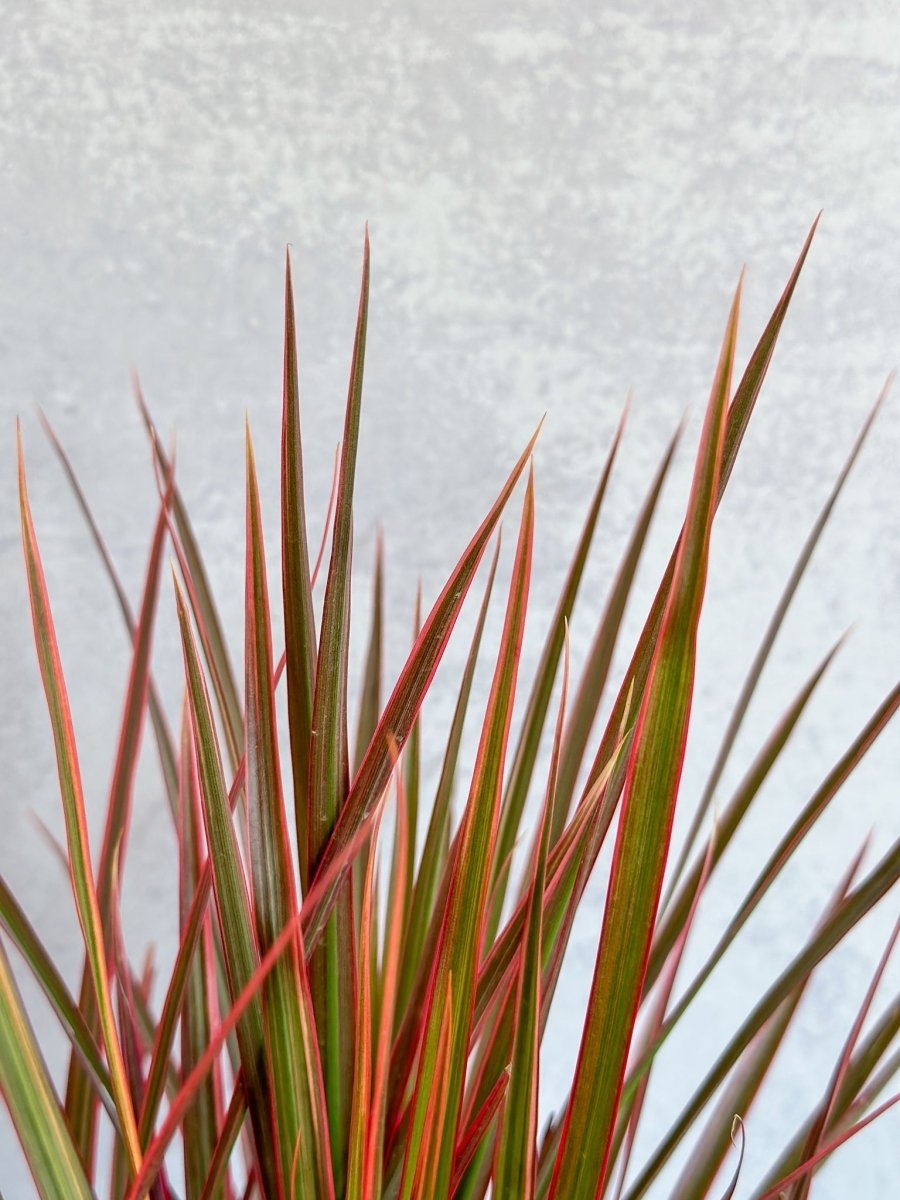 Dracena Marginata 'Colorama'